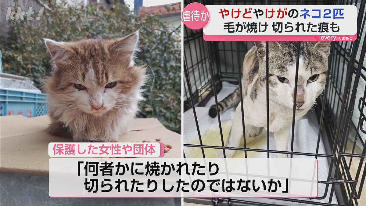 毛が焼け 切られた痕も…