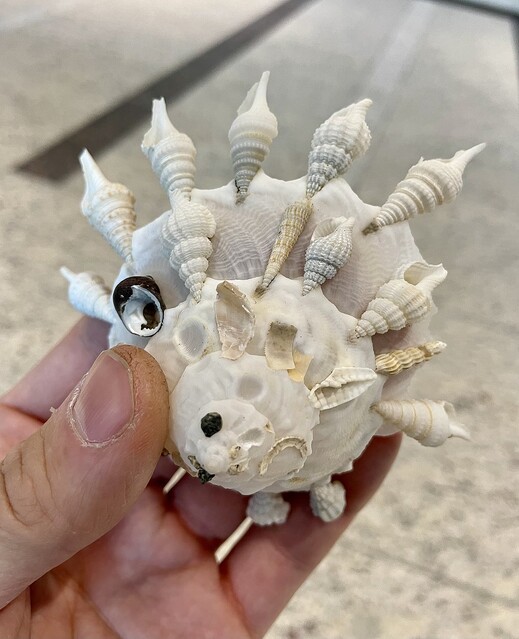 どうして】他の貝を自分の殻に取り込んでいく「クマサカガイ」の姿に