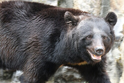 高尾山でもクマの目撃情報が