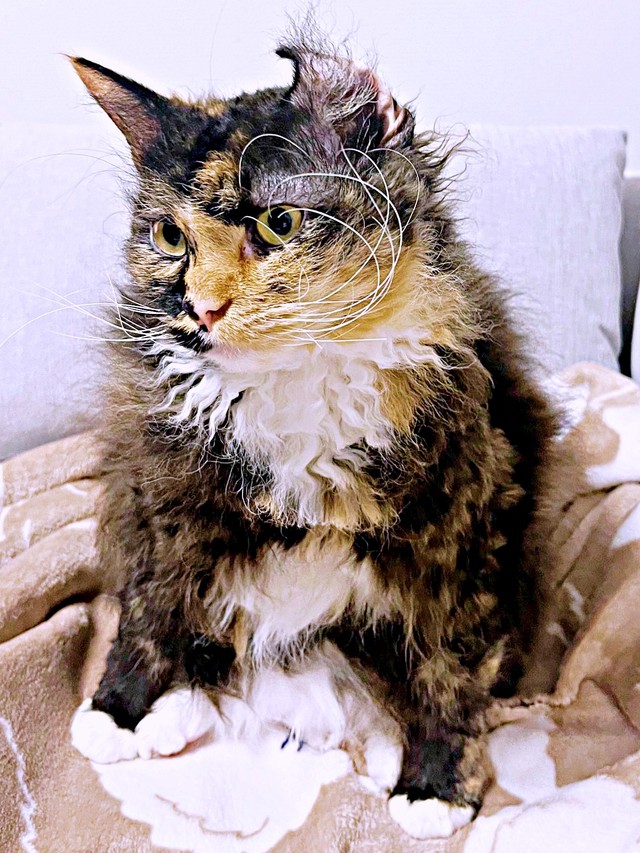 熱心にお手入れしたらーー片耳がめくれたエカちゃん(画像提供:sakosakoさん)