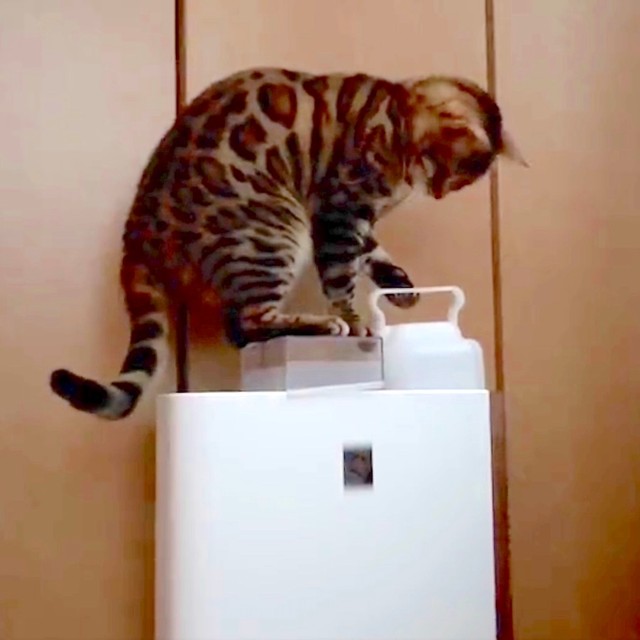 加湿器の水タンクを…猫に衝撃「人間やん」シャープ公式も反応