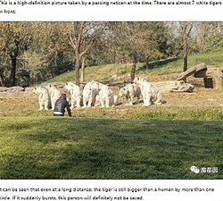 �ȥ�˶�Ť��Ѹ��Ҥ��ˡʲ����ϡ�MINNEWS��2021ǯ10��26���ա�What is the ��concealed device�� that the crazy tourists rushed to the white tiger group to provoke and save his life�ס٤Υ����꡼�󥷥�åȡ�