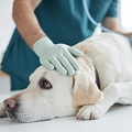 犬の一生でかかる医療費はいくら？　※画像はイメージです（Seventyfour/stock.adobe.com）