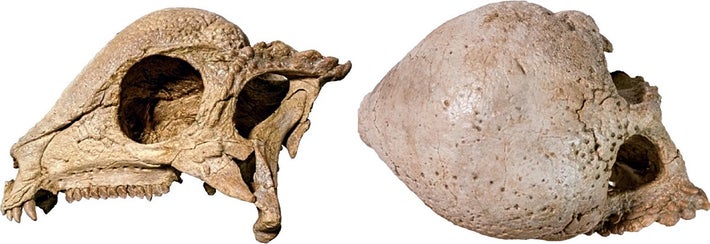 化石 C-37 【公式通販】