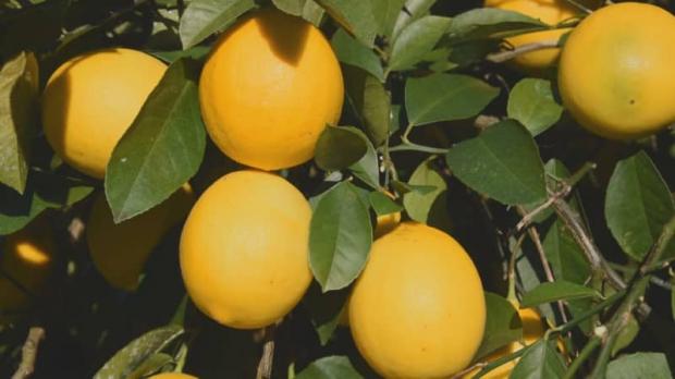 マイヤーレモン収穫最盛期 レモンとオレンジの特性 実は丸く酸味まろやか ライブドアニュース