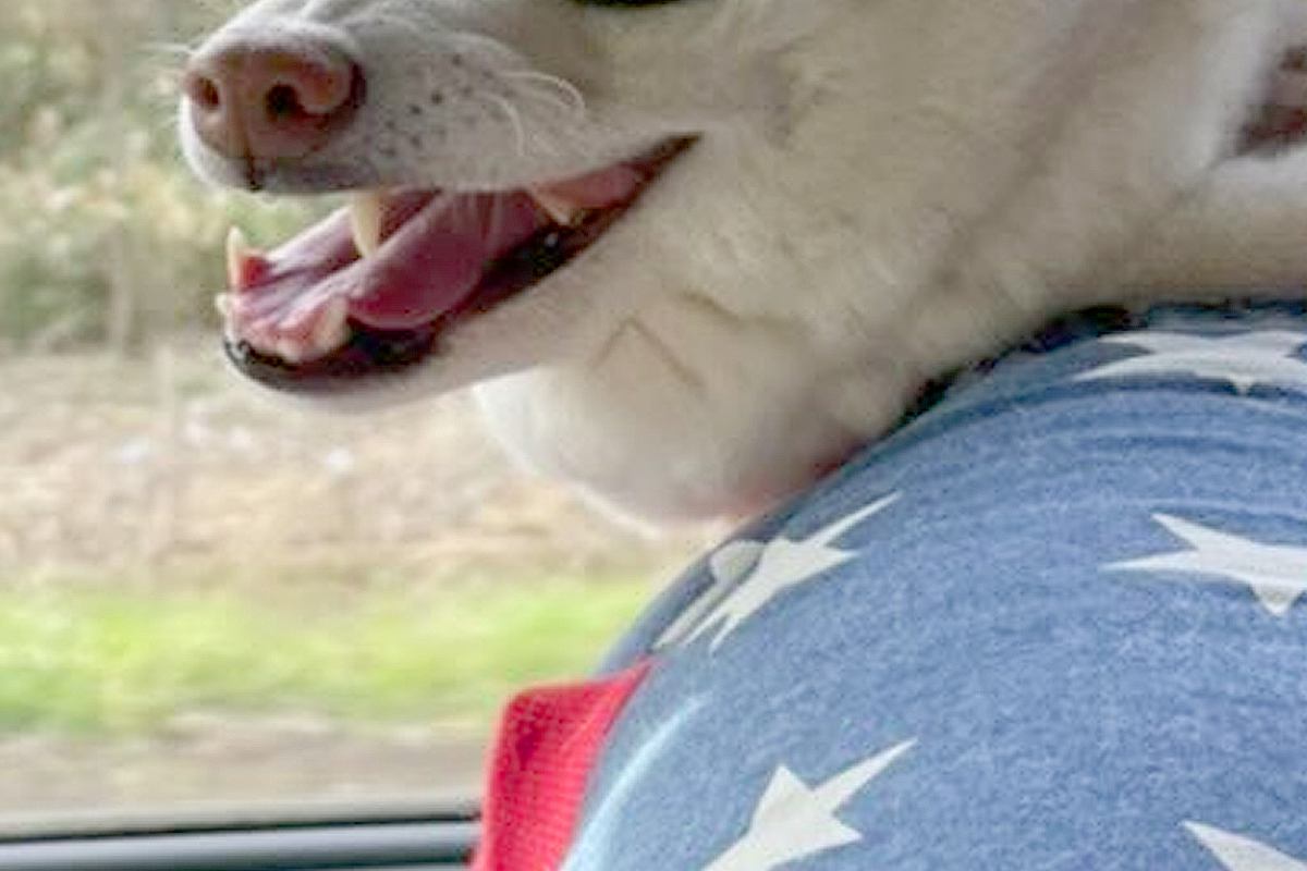 「もののけ姫」に出てきそうな犬の姿が話題 「リアルもののけ姫w」