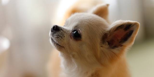 飼い主にとって、犬は大切な家族だが…（’90 Bantam / PIXTA）※写真はイメージ