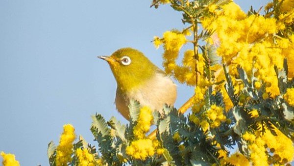 「何てレアな」「かんわいい」　静岡で激写された?ミモジロー?に8000人感たん