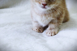 �̾�10���ߡ�50���ߤ���͵���λ�ǭ���־��ϲ�פ˽Ф�����̣�Ȥϡ�