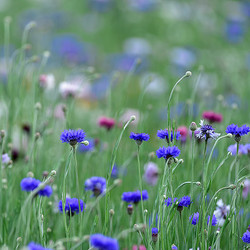 ネモフィラなどが花盛り 都内屈指のフラワースポット 国営昭和記念公園で フラワーフェスティバル 19 開催 ライブドアニュース
