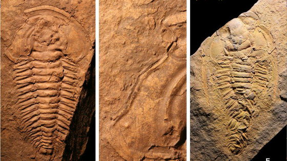 チェコ産 三葉虫化石 Acanthalomina minuta 5億年以上前の三葉虫の化石から「世界最古の共食いの痕跡」が見つかる