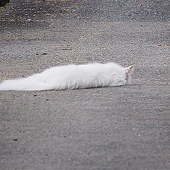 暑さでとけてしまった猫 が話題 夜にはムクッと起き上がる ライブドアニュース