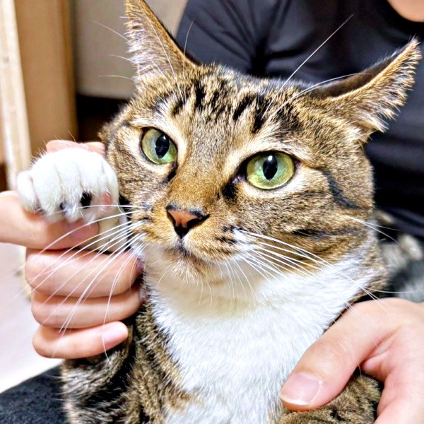 植木鉢の中で震えていたみとんちゃん（画像提供：しじみとんさん）