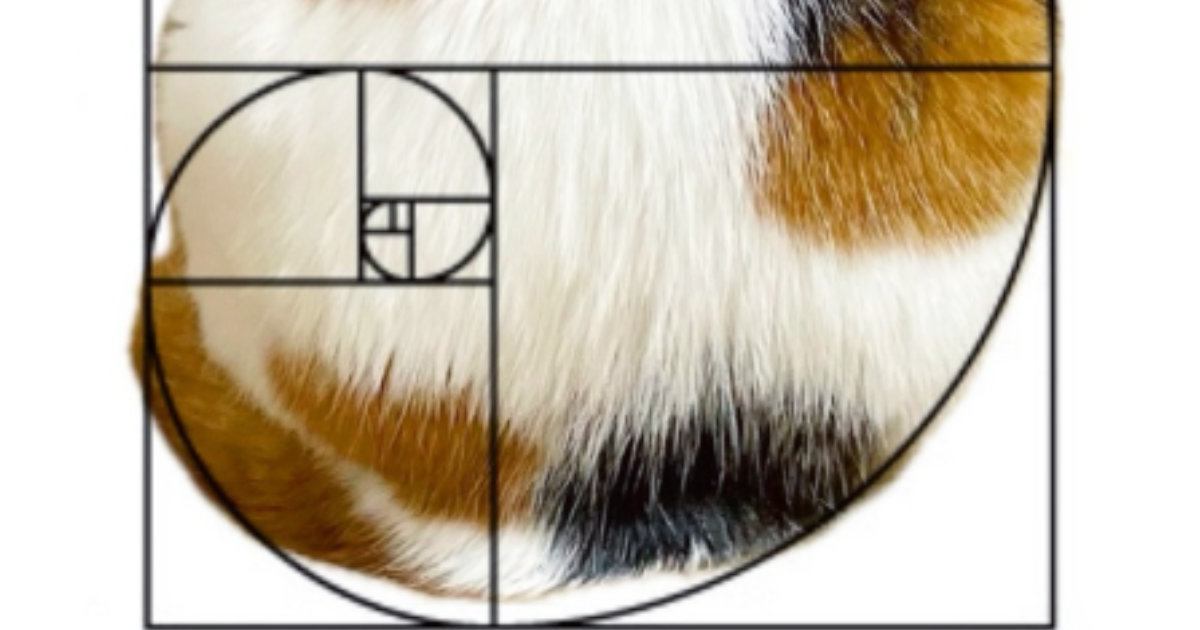 愛猫のボディはなぜ魅力的？→『黄金比』を重ねてみた結果…″想像を超える光景″に９万いいね「う、うつくしい」「たまらにゃい」と絶賛