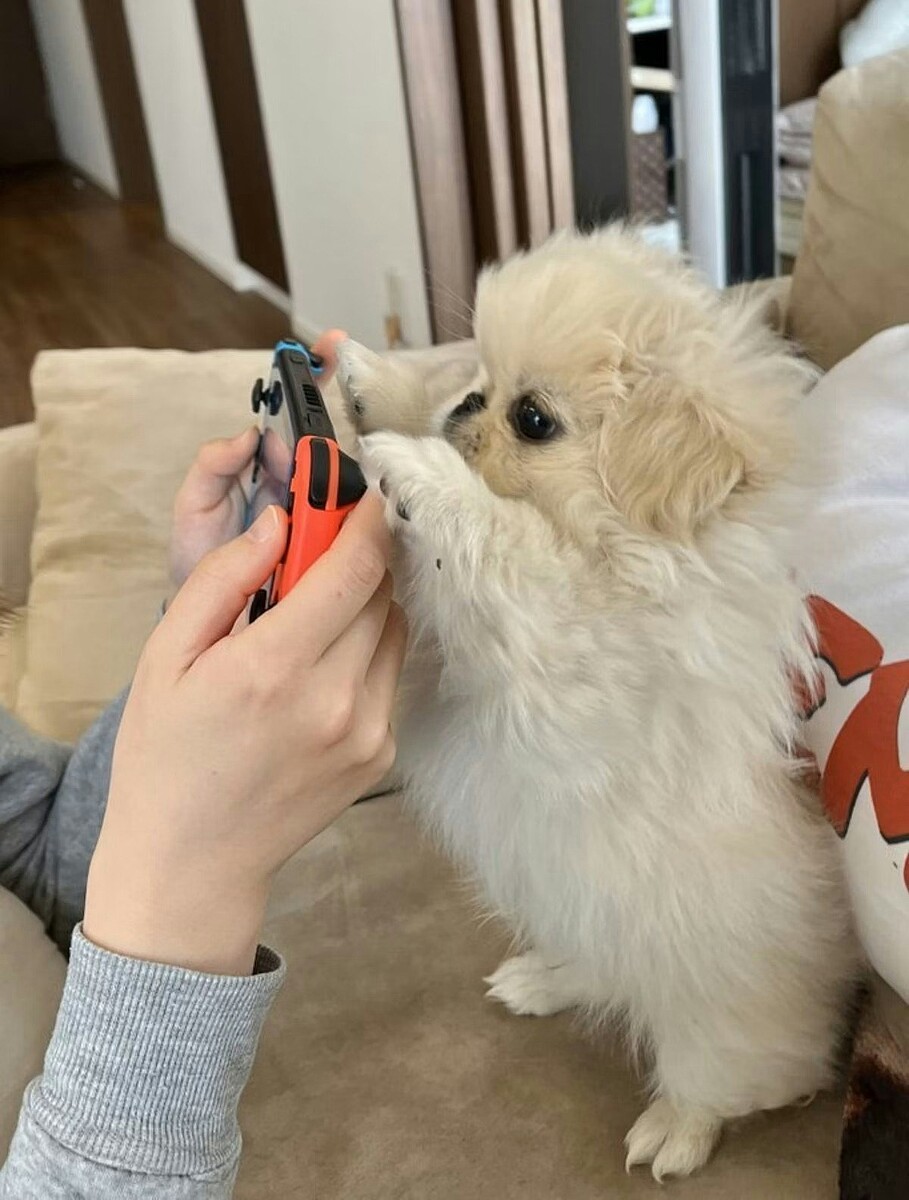 【天才的相棒】「真剣な目」で飼い主のゲームを邪魔しないどころか協力！犬が見せた「まさかの神プレー」に4.5万いいね【ママリ】