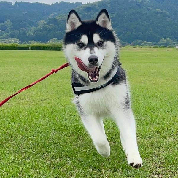 元気に走り回るおとびくん(画像提供:おとび シベリアンハスキー(カイヌシ:ナルコ)さん)