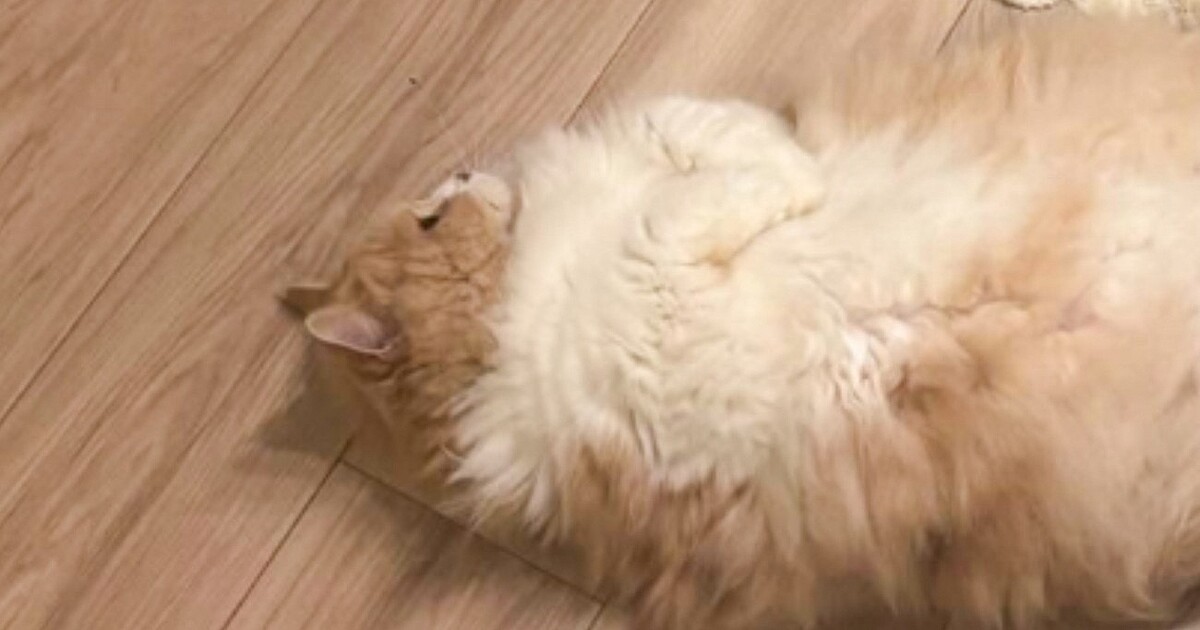 �ּ�ʬ���֤Ϥޤ�����?���֤����򤸤äȸ��Ĥ���֤��Ԥ�ǭ