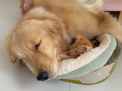 やんちゃな子猫2匹をお世話する、心優しいゴールデンレトリバー