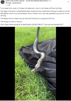 �����ϥ饯���إӤθ����������������Τϡġʲ����ϡ�Gold Coast Snake Catcher - South East Reptile Relocations��2023ǯ2��6����Facebook��Two snakes from a job in Ormeau this afternoon, one is much better off than the other.�ס٤Υ����꡼�󥷥�åȡ�