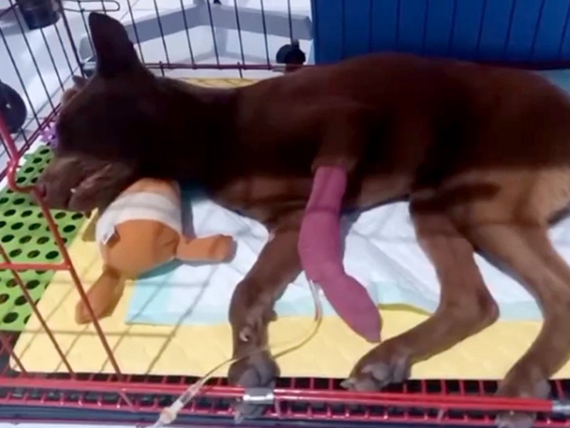 炎天下で捨てられた犬の姿に絶句「胸が締め付けられる」などの声