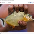 ƥѥ饰ǥԥ˥ˤ뵾Ԥ꼡ʲϡThe Independent2022ǯ17աFour people found dead in Paraguay covered in piranha bitesסwww.alamy.comˡ٤Υ꡼󥷥åȡ