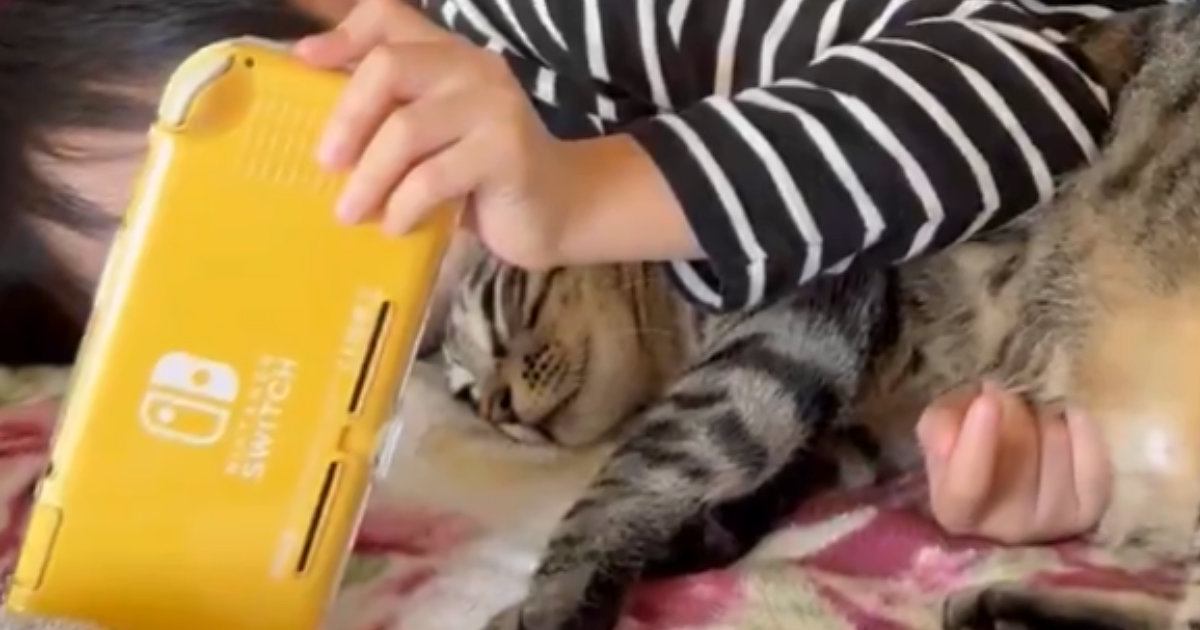 猫と息子の休日を覗き見「可愛すぎて悶絶」Xで話題に