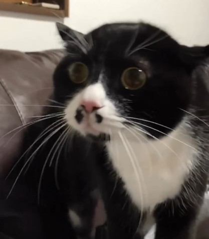 ヘルメット姿のパパを見た猫…『オイオイオイオイ』と喋りだす様子が