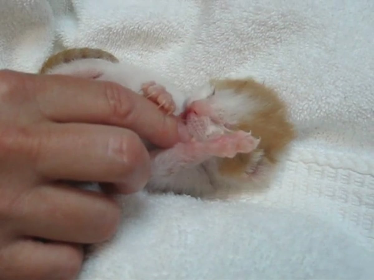 小さな体で……飼い主の指をしっかりホールド!