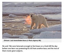 륷ޡʲϡMetro2015ǯ1225աWait. Polar bears.breathe fire?סPicture: Josh Anon/Solent News  Photo Agency UKˡ٤Υ꡼󥷥åȡ