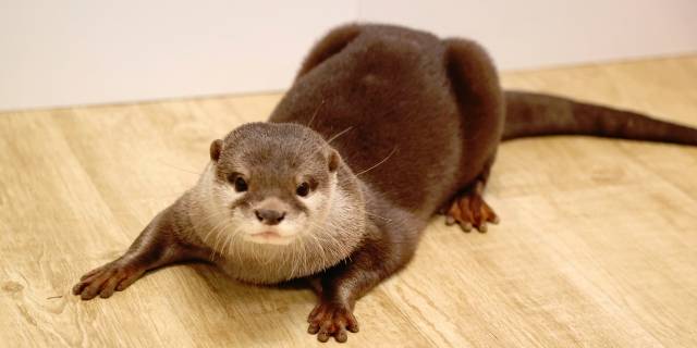 復ϹŤʪߺդäƤȽꥹɤι⤤ưʪפtaka / PIXTA