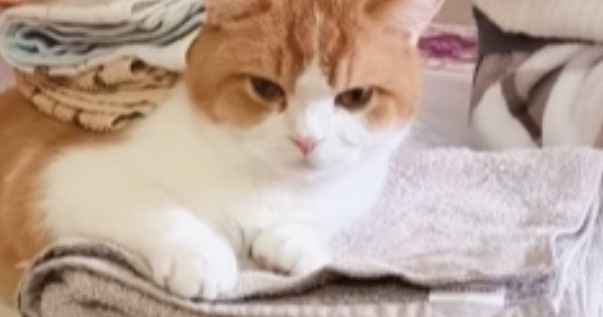 洗濯物に埋もれてくる猫の背中にタオル 飼い主の行動に感心する声も