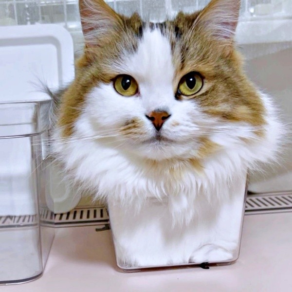 縮尺どうなってるの!? 箱におさまってくつろぐこむぎくん(画像提供:なごみ処 あずきち&こむぎさん)