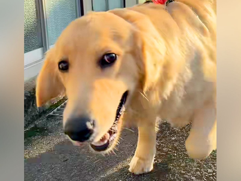 呼吸が荒い愛犬を心配して病院へ 予想していたまさかの診断結果に反響