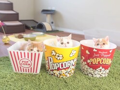 �ɤ��������夬�졪��