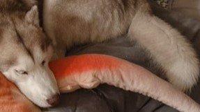 ¡Ö¥«¥Ë¤ÎÄޤΥե饤¤Î¤Ì¤¤¤°¤ë¤ß¡×¤òËí¤Ë ¥·¥å¡¼¥ë¤Ê¸¤¤Î»Ñ¤ËÈ¿¶Á