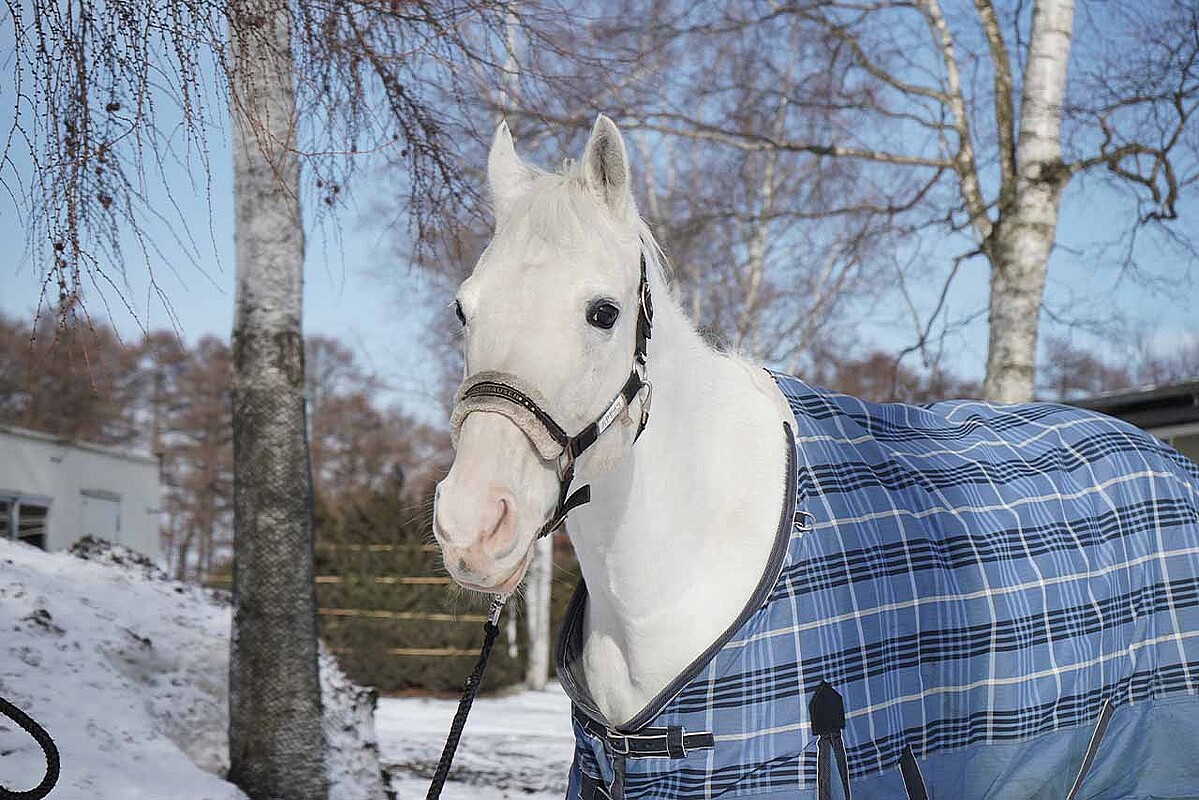 ハヤヤッコ　　写真提供／ノーザンホースパーク