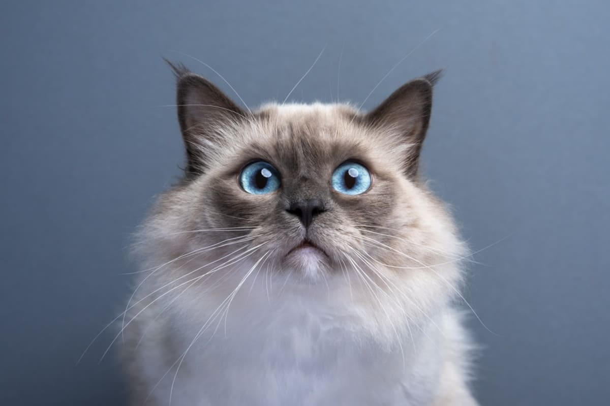 猫への募金で「10円や1円より、100円以上が助かる」にSNSで「図々しい」「小銭だって立派なお金」と非難が…でも実際“両替手数料”で赤字になる？ 善意と“受け取り手の葛藤”とは