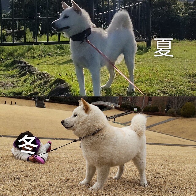 怒る柴犬❗️（夏仕様） そんなに怒るぅ！？先輩わんこに叱られた黒柴
