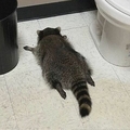 トイレで泥酔アライグマ爆睡 米