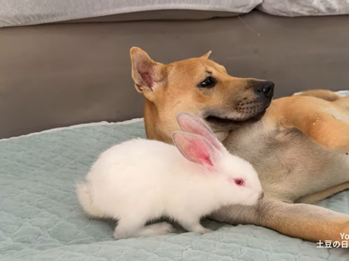 �����̤�2ɤ�����ɤ��ʤ줽����