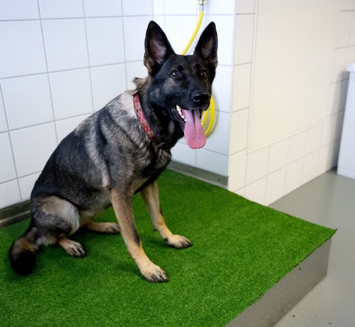 210頭の映像を分析「最も幸せそうな表情」をする犬種、新たな研究で判明