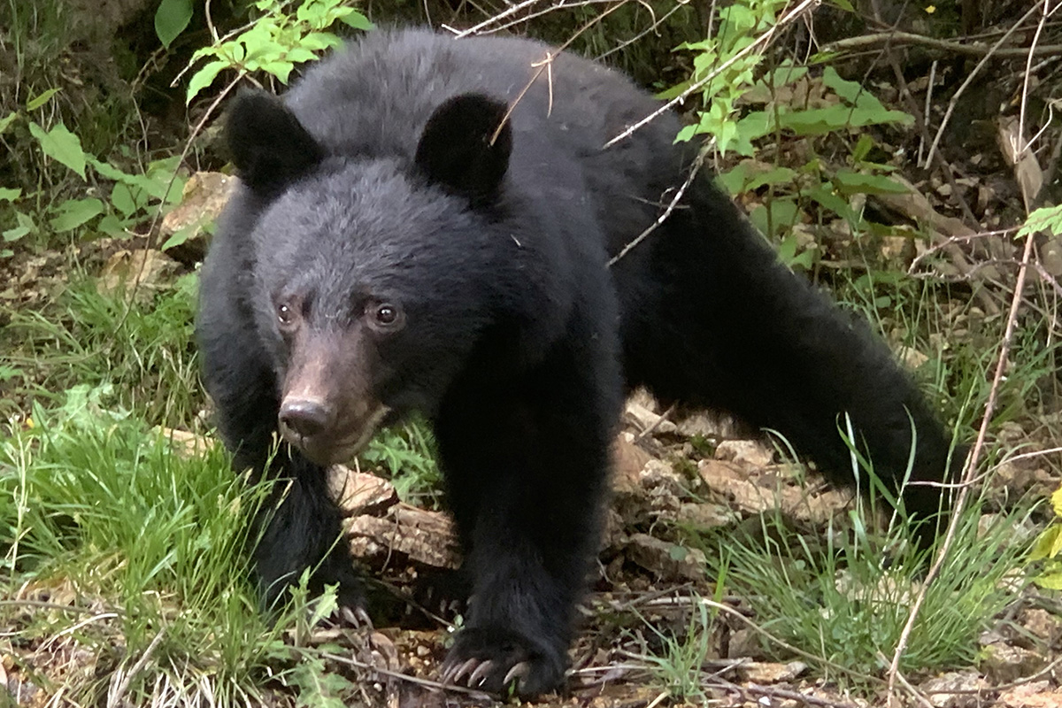 SNSで話題 血だらけでクマを返り討ちにした57歳ラーメン店員の「その後」