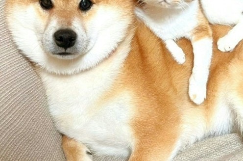 反則級の大反響!種を超えて仲良しすぎるペット→撮影したX投稿に11万いいね「見事」「尊い」【ママリ】