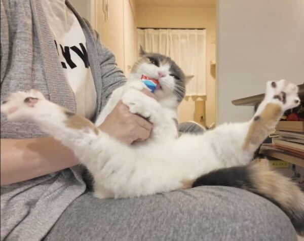 �ʤ�������ʤ�Ǥ��礦�ġĸ�����­�ԥ�V�����ӤǤ���Ĥ򿩤٤�ǭ�����