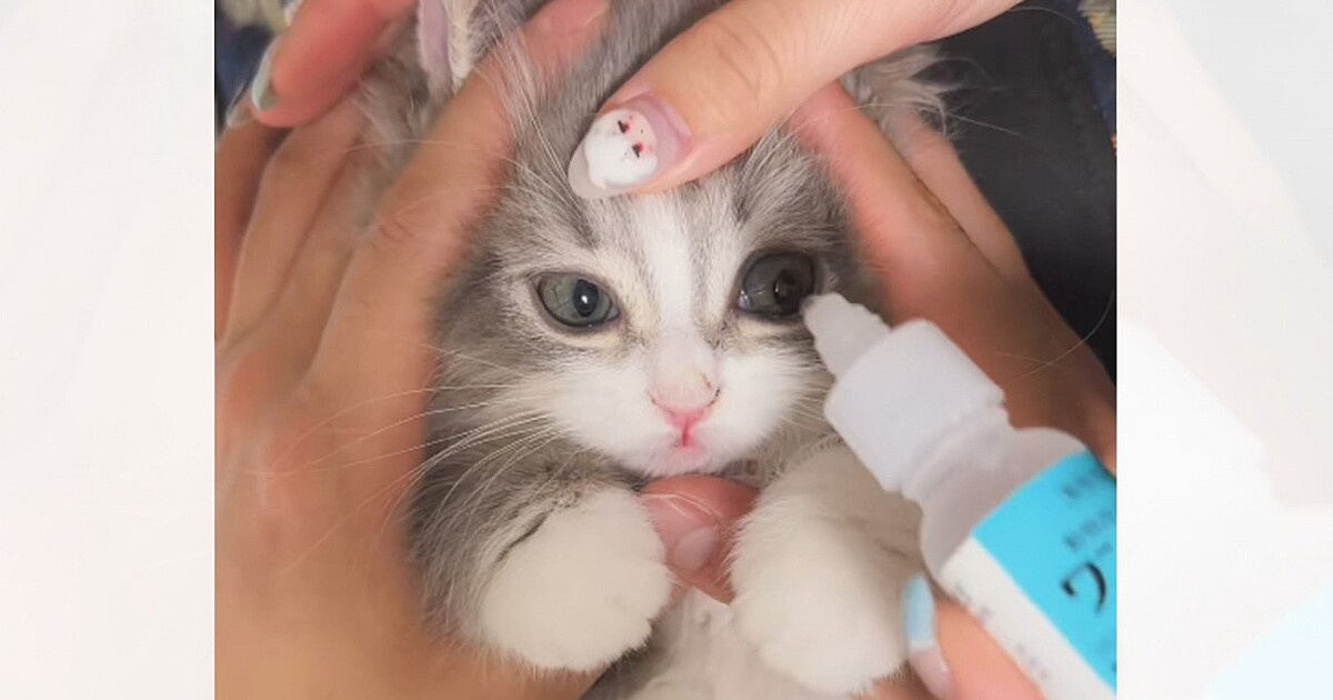 ���䥤�������򺹤��줿��ǭ������ä��ִ֤ˡĤ��ޤ�ˤ�İ�������������٤�548���������Ѥ����Ф����ˤʤä��ס��֤����Τ褦����