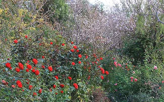 1800種00株のバラが咲く イギリス式庭園に癒される 横浜イングリッシュガーデン で 秋の花散歩を楽しもう ライブドアニュース