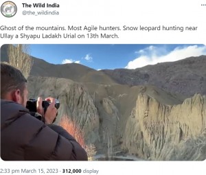 急斜面で狩りをするユキヒョウを捉える男性(画像は『The Wild India 2023年3月15日付Twitter「Ghost of the mountains.」』のスクリーンショット)