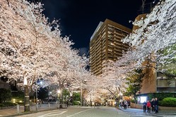  アークヒルズ夜桜 