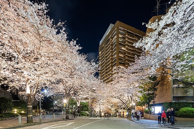  アークヒルズ夜桜 