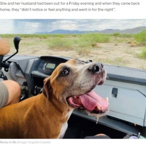 8月末に9歳で旅立った“ロッキー”(画像は『Express.co.uk 2021年9月29日付「Dog’s ghost appears in incredible photo after loyal pet died - ‘crying happy tears’」(Image: Angelita Casale)』のスクリーンショット)